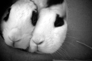 Snuggle bunnies